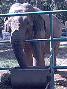 Elefant dupa gratii